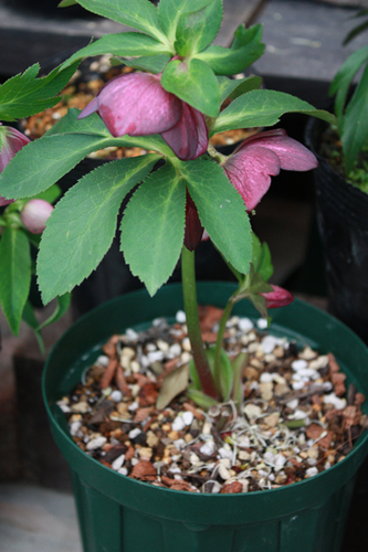 20100211m.jpg