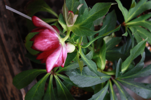 20100211nn.jpg