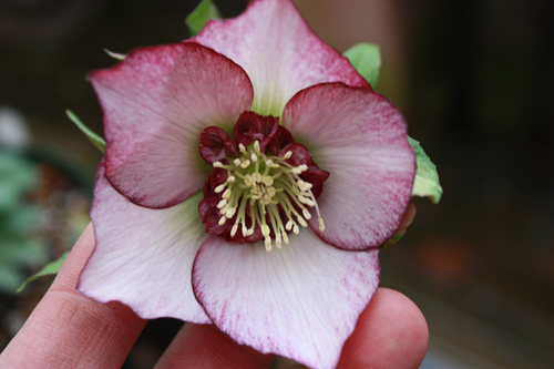 20100211o.jpg