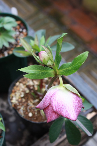 20100211oo.jpg