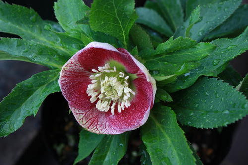 20100211p.jpg
