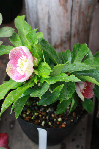 20100211pp.jpg