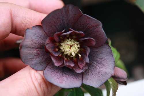20100211q.jpg