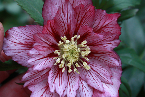 20100211r.jpg