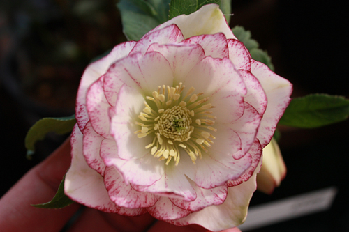 20100214a.jpg