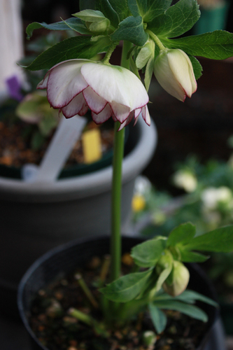 20100214aa.jpg