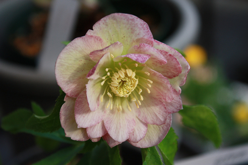 20100214b.jpg