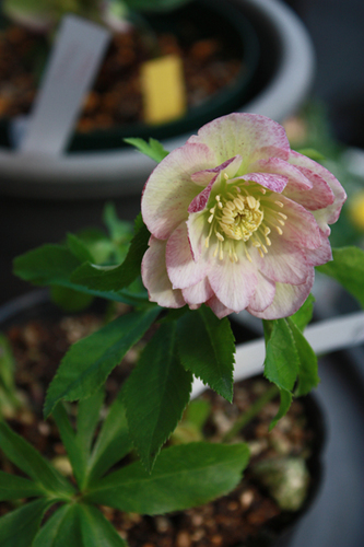 20100214bb.jpg