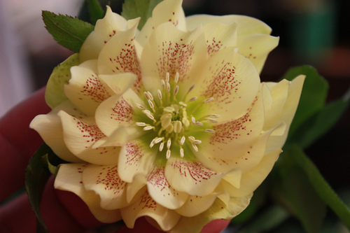 20100214c.jpg