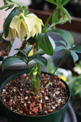 20100214cc.jpg