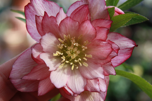 20100214e.jpg