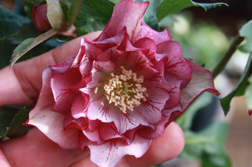 20100214f.jpg