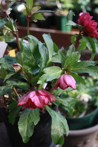 20100214ff.jpg