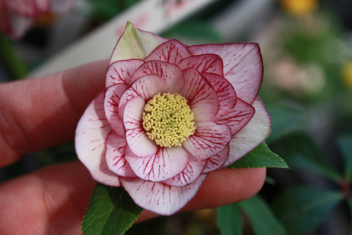 20100214h.jpg