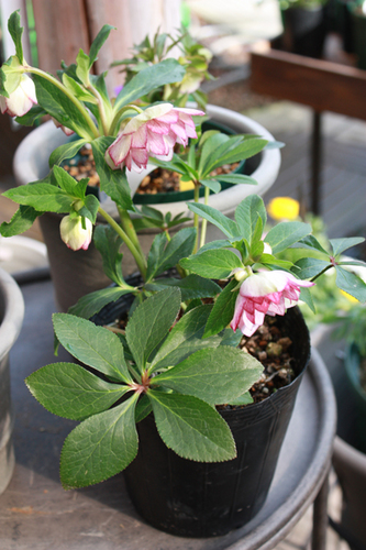 20100214hh.jpg