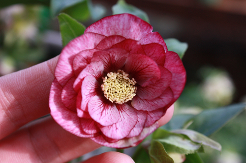 20100214i.jpg