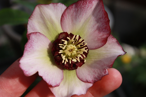 20100214k.jpg