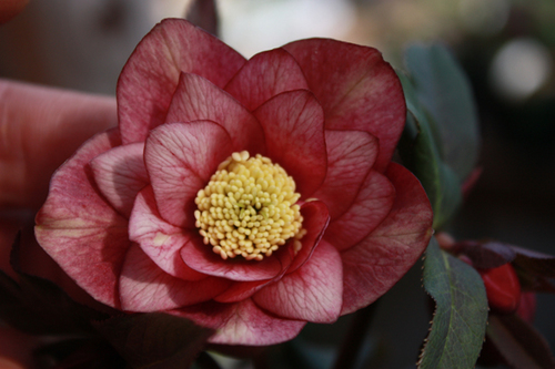 20100214l.jpg