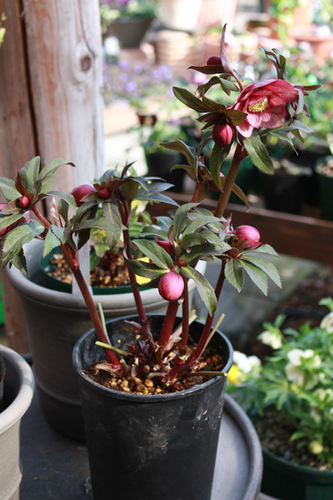 20100214ll.jpg
