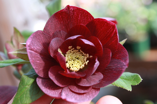 20100214m.jpg