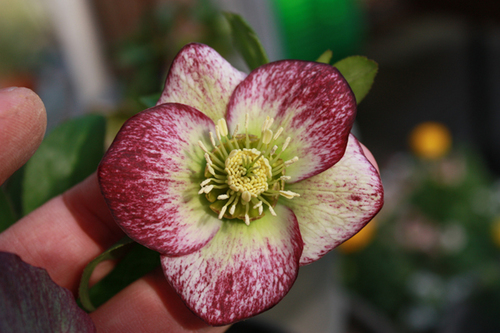 20100214p.jpg