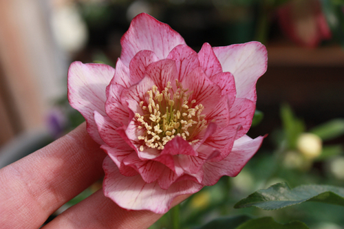 20100214q.jpg