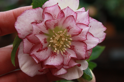 20100215b.jpg