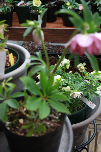 20100215bb.jpg