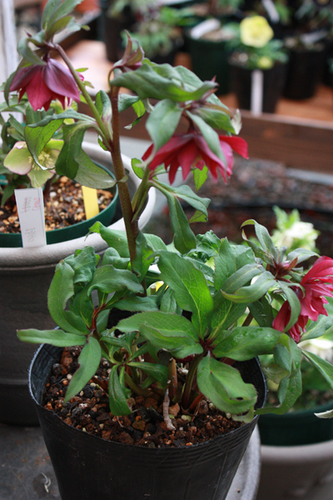 20100215ee.jpg
