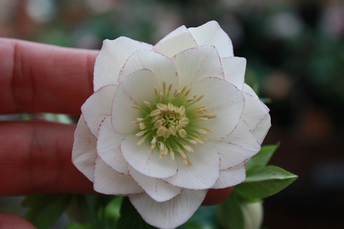 20100215f.jpg