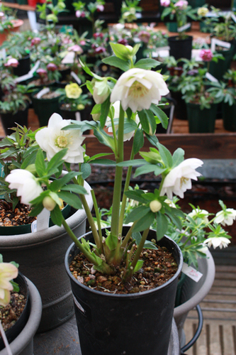 20100215ff.jpg