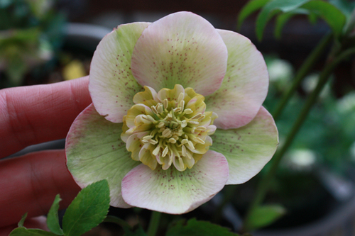 20100215g.jpg