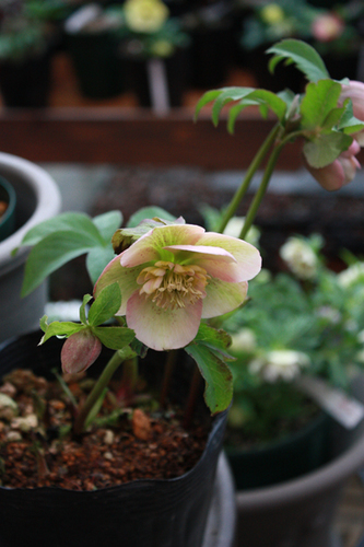 20100215gg.jpg