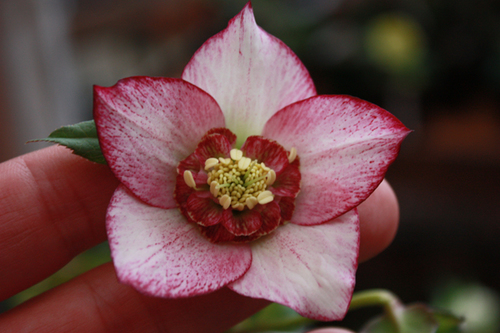 20100215h.jpg