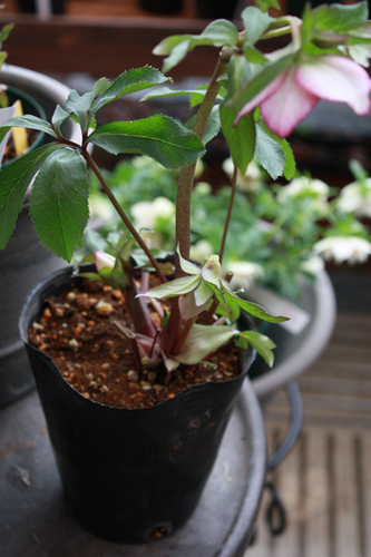 20100215hh.jpg