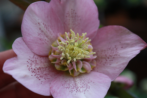 20100215i.jpg