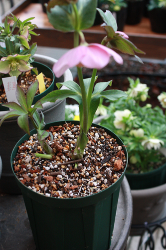 20100215ii.jpg