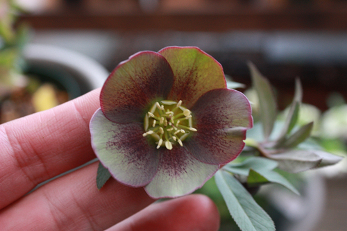 20100215l.jpg