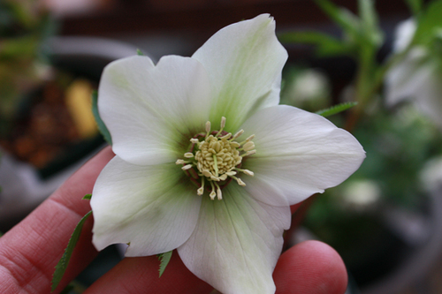 20100215m.jpg