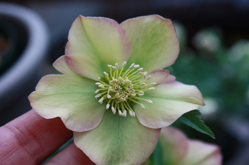 20100215o.jpg
