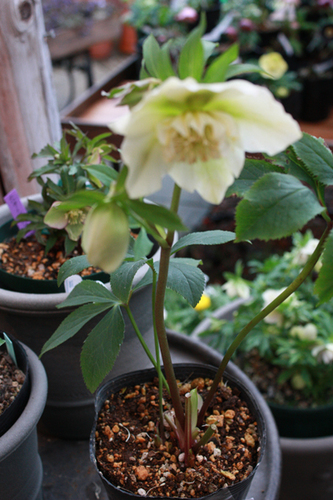 20100215pp.jpg