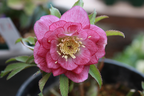 20100219p.jpg