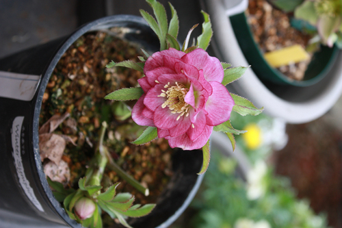 20100219pp.jpg