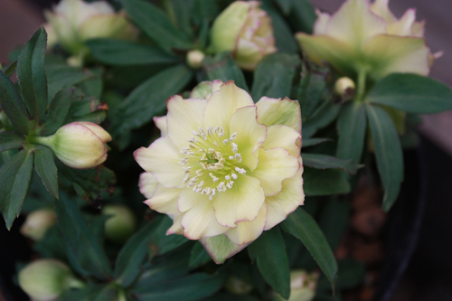 20100219q.jpg