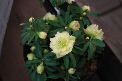 20100219qq.jpg