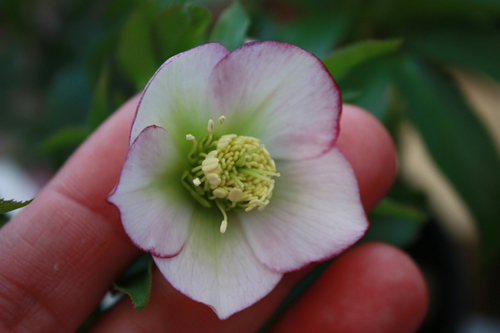 20100219r.jpg