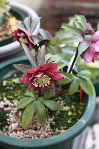 20100219ss.jpg