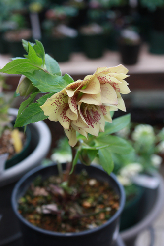 20100219tt.jpg