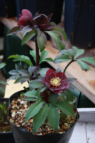 20100219uu.jpg