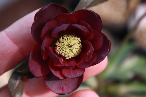 20100219v.jpg